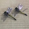 選挙とオニヤンマ追加と、庭の断捨離計画