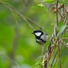 公園の野鳥達（キビタキ他）