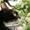 今年もこでまりに寄せて