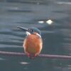 公園で飛んでいるカラフルな鳥は？