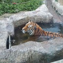 雨ニモマケズ
