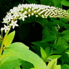 うちの草花自慢・星の花