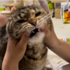 あんころもちの成長記録178