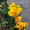 メキシコ5月の花散歩withハナノナ