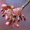 【2月28日　ちょっとそこまで　葵桜】