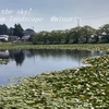 池花池の夏の風景・羊草・・