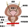   【基礎から学ぶ】尿管・膀胱・尿道の構造【解剖生理学】