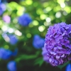 【写真あり】紫陽花を撮りに行くwith Fujifilm
