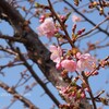 平戸永谷川で野鳥探し 2019-02-16