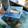 寒い冬はやはり「寒ブナ」なんです。