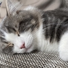 猫との引っ越しについて🏠その②