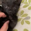 黒猫が来る