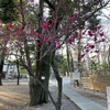 【布多天神社】調布で春と芸術を感じてきました