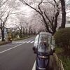 キャビで桜見物。