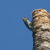 メガネシマセゲラ(Golden-cheeked Woodpecker)