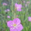 はじめて見る小さく可憐な花「アカバナユウゲショウ（赤花夕化粧）」