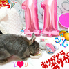 １１歳になりました！【うさぎのむっちゃん・YouTube動画・2023秋】