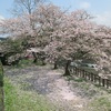 桜散る轟の滝