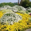 鶴見緑地でも　花がなにものかによって痛めつけられ　被害を受けていました。