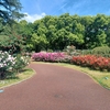 2026　5/14の拝観報告2（京都府立植物園　ばら園）