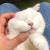 猫ニキビがついに完治しました〜！