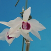 Dendrobium  Hsinying Sweetscent(semi-alba) 