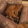 保護猫子猫ちゃんら正式譲渡の日