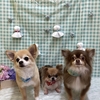 6月20日のトリミング