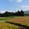 🌼伊賀野の花畑🌻　とっても素敵な風景が拝めます😊