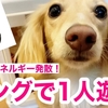愛犬マイティがコングで遊ぶ これで30分は遊ばせられる