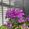 きなこ、仲良しに絡まれる