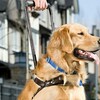 抵抗しない盲導犬を、蹴って暴れた韓国人の女を警察に突き出した！！