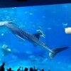 ジンベエさんに会いに美ら海水族館