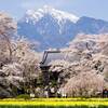 北杜市の桜と諏訪大社上社の御柱