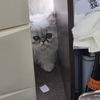 オシャマ猫　ハイジ来る