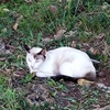 Cats living on the South Island.