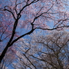 京都の桜2015 その2：龍安寺(石庭・桜苑) (2015/4/4)