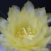 ブラジリカクタス・雪晃（セッコウ）の花。これは黄花雪晃です。