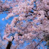 お花見－１０　フォトショップ Camera Raw を使って