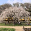 桜＠西武園線