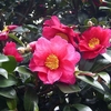 DAILY FLOWERS