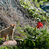 深島のねこさん