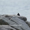 海辺での鳥見。