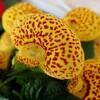 巾着草