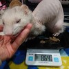 爪切りあとのおやつと計量