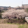 15kmの桜巡り（4/5）