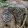 リハビリウォーキングで見つけたキノコなど