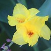 夏の花を見ながらゴミ拾い