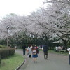 熊本市動植物園の桜