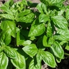 バジルの茎は食べられる!もう捨てられない目からウロコの活用アイデア